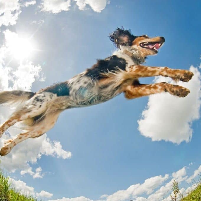 PC-Linnaeus-Jumping-dog